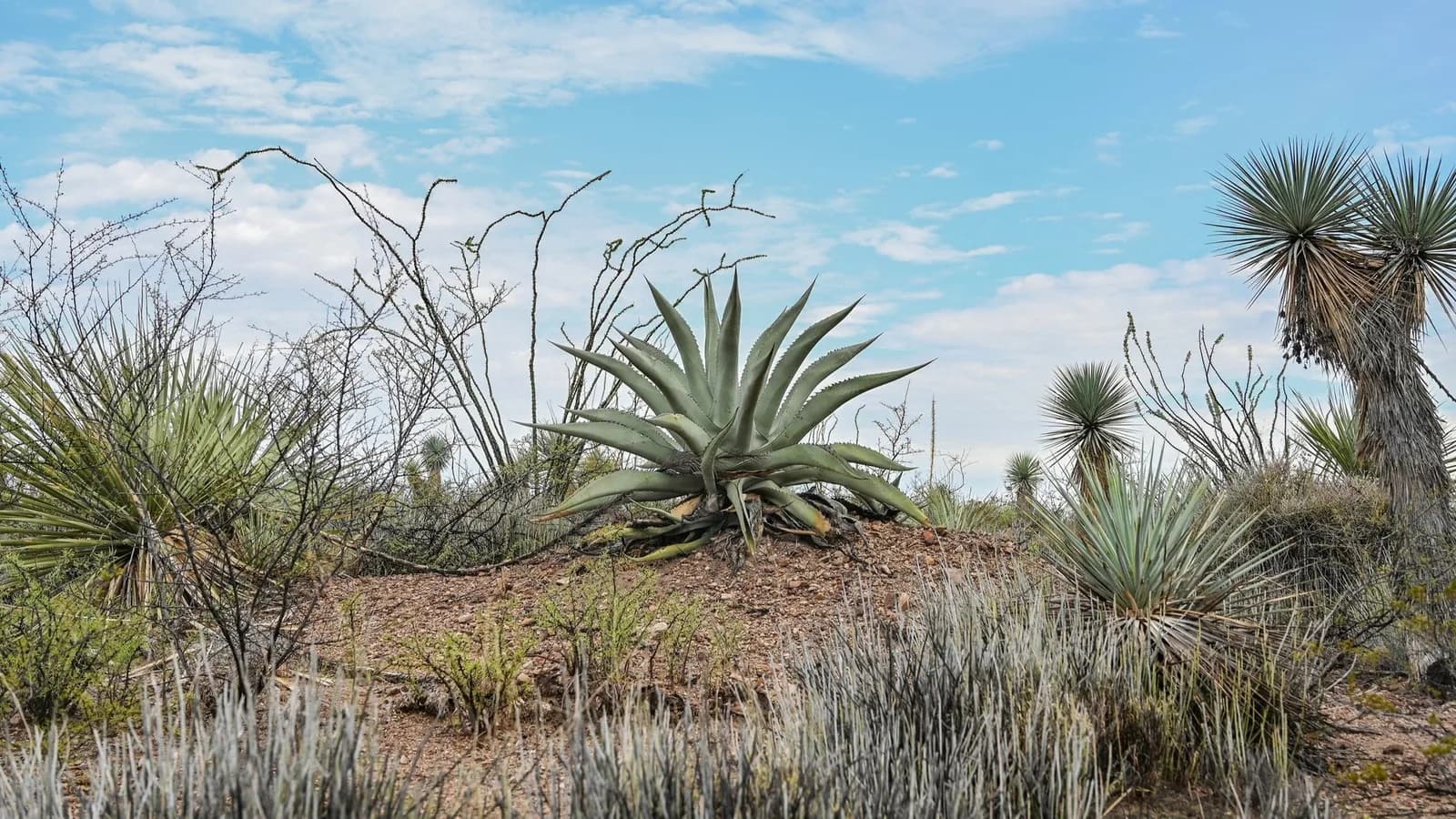 Agave plants growing in the landscape